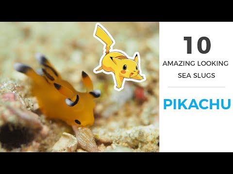 10 種神奇的海蛞蝓（附視頻） (10 Amazing Sea Slugs (with footage))