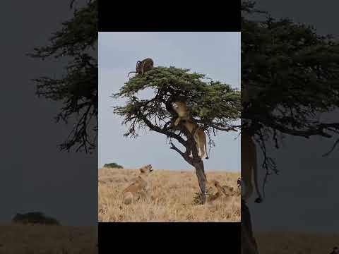 Baboons Trapped In Tree By Lions