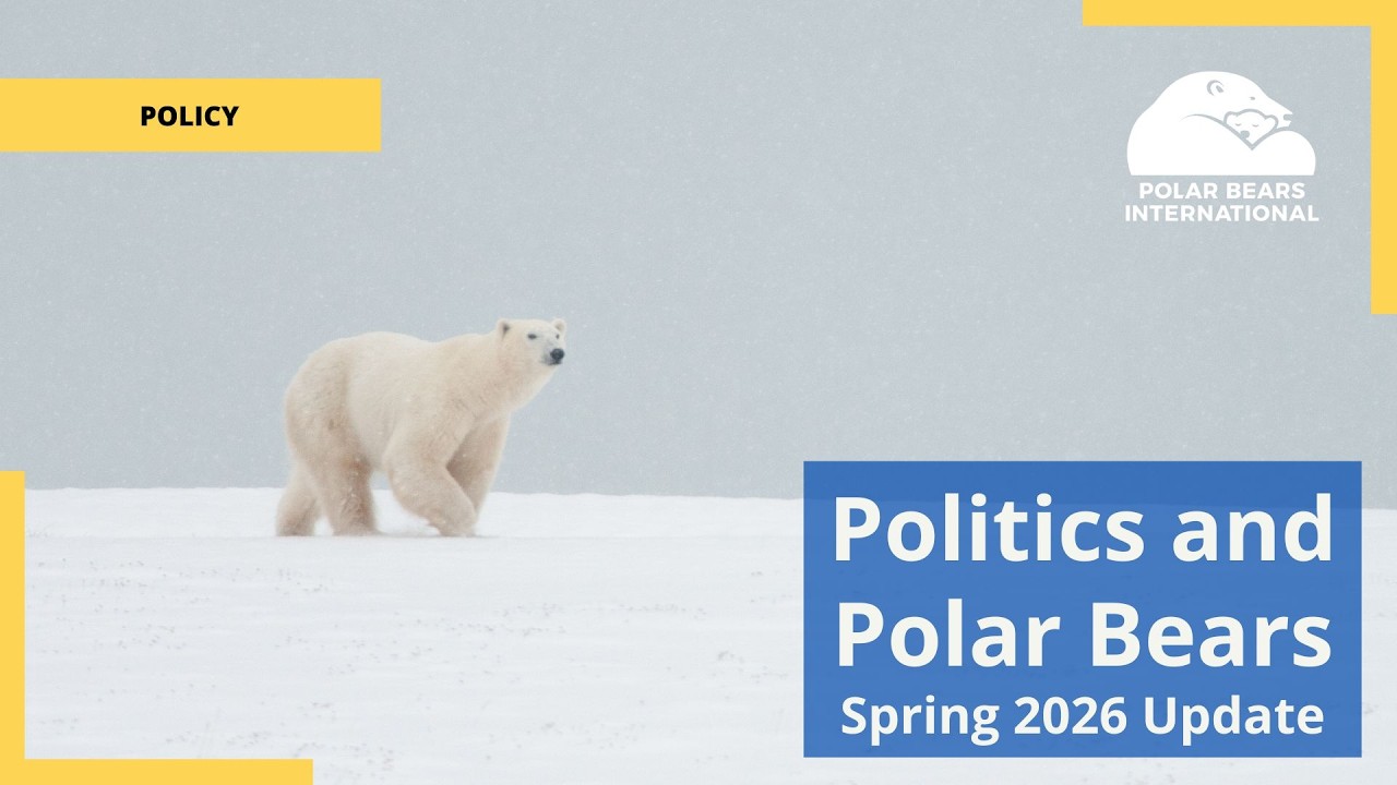 Politics and Polar Bears – Spring 2026 Update