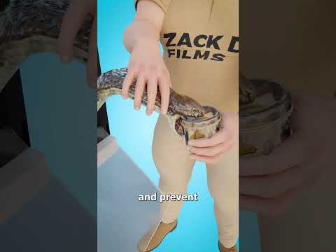 How Cobra Venom Is Collected 😨