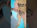 How Cobra Venom Is Collected 😨