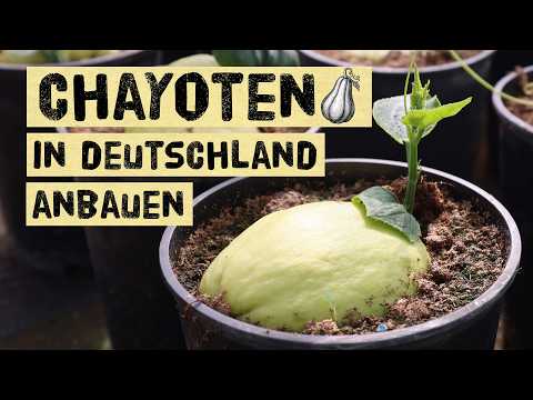 Chayote-Geheimnisse: Anbau, Ernte, Geschmack der Gemüsebirne