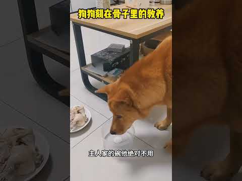 狗🐶狗刻在骨子里的教养！真的太喜欢了！😍 #影视聚焦 #大熱門 #搞笑 #影視解説 #科普 #感人壹幕#正能量 #精彩影视
