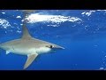 Sea of Cortez - Baja California Sur, Mexico - Diving with Hammerhead Sharks, Sea lions, Whale Sharks