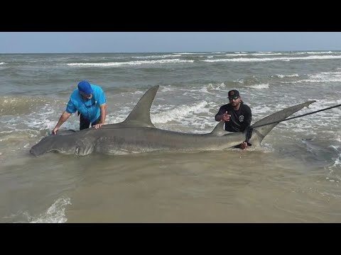 Are there sharks in Texas lakes?