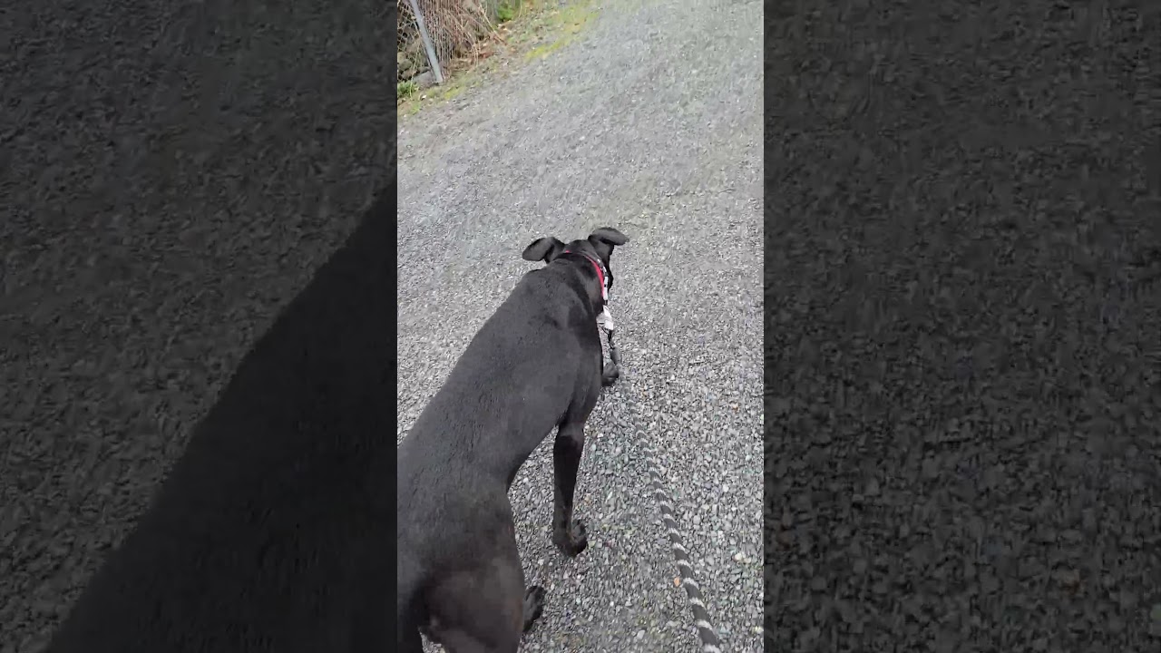 Enlarge Boyd, a Adoptable mixed breed in Lake Stevens, WA video 6/6