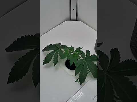 Vivosun Vgrow DWC  kit first month time-lapse #plants #shorts