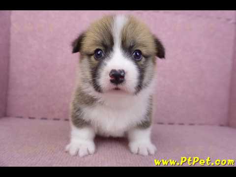 03/14雙色柯基犬母幼犬2號