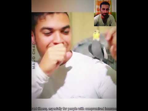 perots dog cat  animals funny video