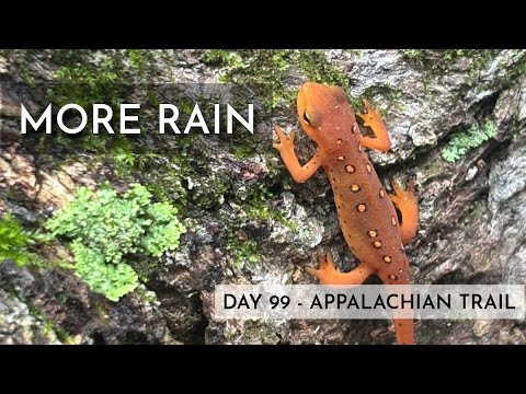 Another Wet Day – Appalachian Trail 2025 Thru Hike Day 99 – Pochuck Boardwalk