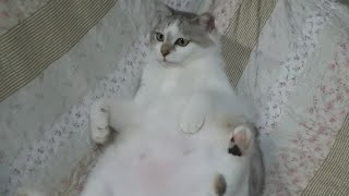 お尻を叩くと何故か喜ぶ我が家の猫