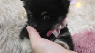 ハーフ犬の動画01