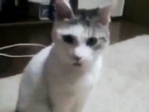 luviweb.it il gatto che dice oh mio dio quando vede Chuck Norris