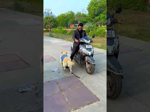 मेरे डॉगी ने गाड़ी रुकने के बाद क्या किया 😱 #funnydogs #shorts