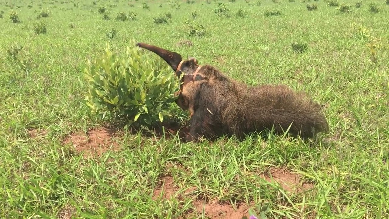 Behaviour pattern: Alertness or vigilance signalling / Padrão: Sinalizando alerta ou vigilância
