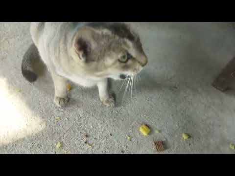 cat 🐈😺 attack to food