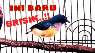 Download lagu Kemade bunga api brisik,cocok untuk masteran burung malas bunyi mp3 Download lagu Kemade bunga api brisik,cocok untuk masteran burung malas bunyi mp3