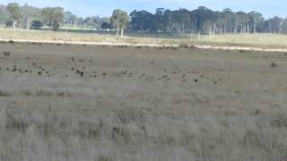 preview picture of video 'Mother of Ducks Lagoon Guyra - White-winged Chough'