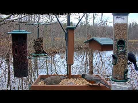 American Robin Visits Cornell Feeders On Sunny Afternoon – April 14, 2020