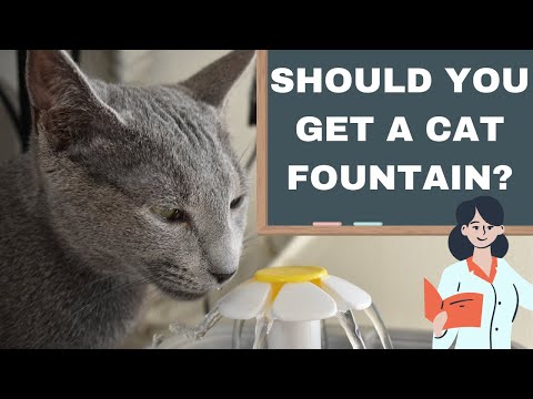 Tips for keeping your cat hydrated: What the science says