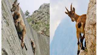 Mountain Goats Video
