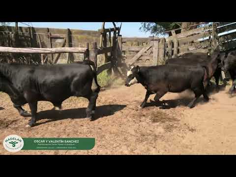 ARFVICENTE - TROPA BLAN-COSTAN-FAV-PANyRIZO 128 TERNEROS en SANTA INES, CARLOS TEJEDOR, BUENOS AIRES