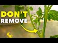 How To Prune Tomatoes For Explosive Growth The RIGHT Way