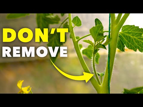 How To Prune Tomatoes for Explosive Growth (The RIGHT Way)