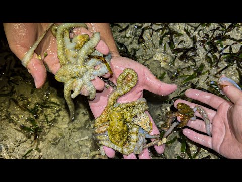 大量発生中のタコが捕り放題www