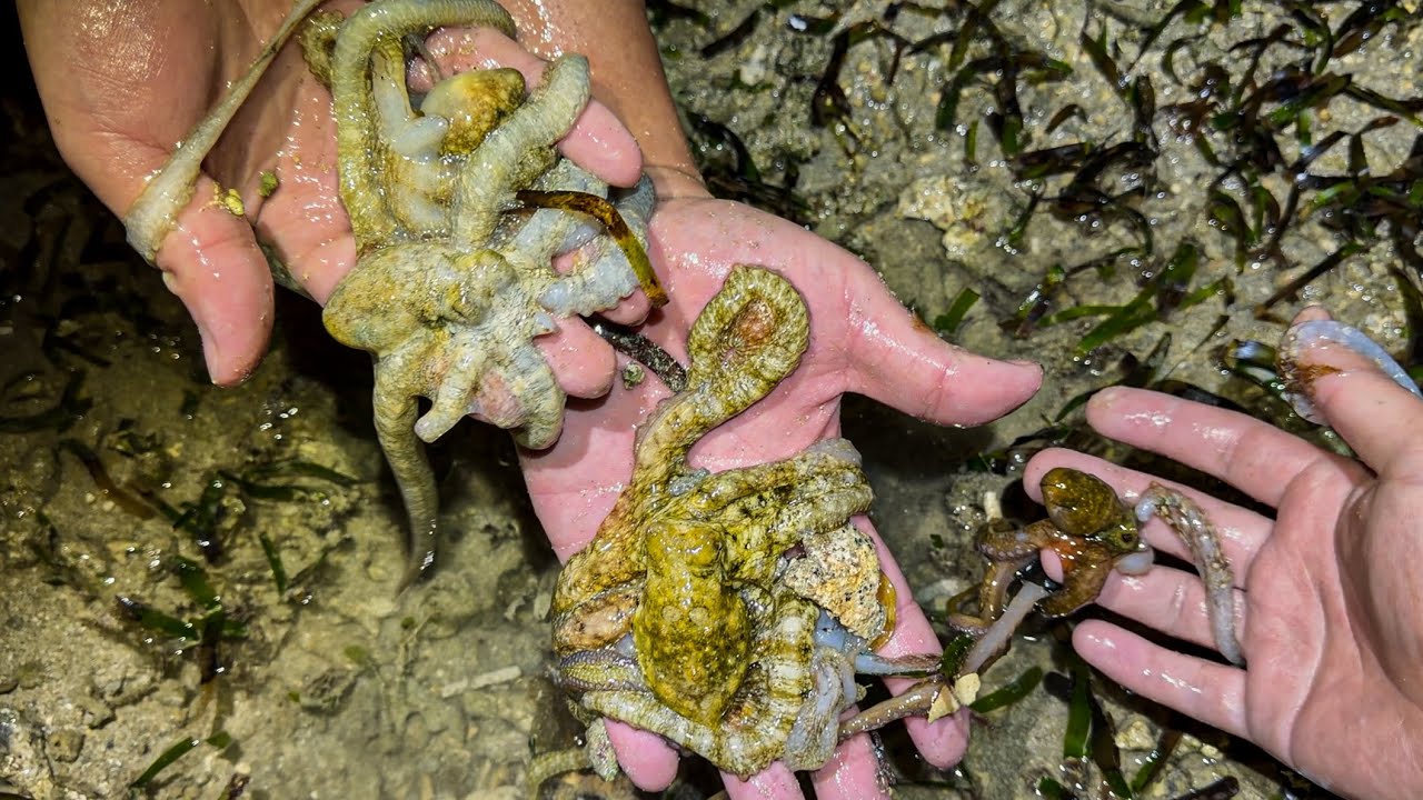 大量発生中のタコが捕り放題www