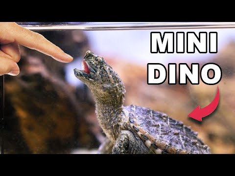 I Got a Pet Dinosaur