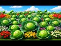 Plant A Cabbage Vegetable Nursery Rhyme For Kids Toddlers
