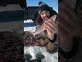 Video Thumbnail for Walleye’s Family
