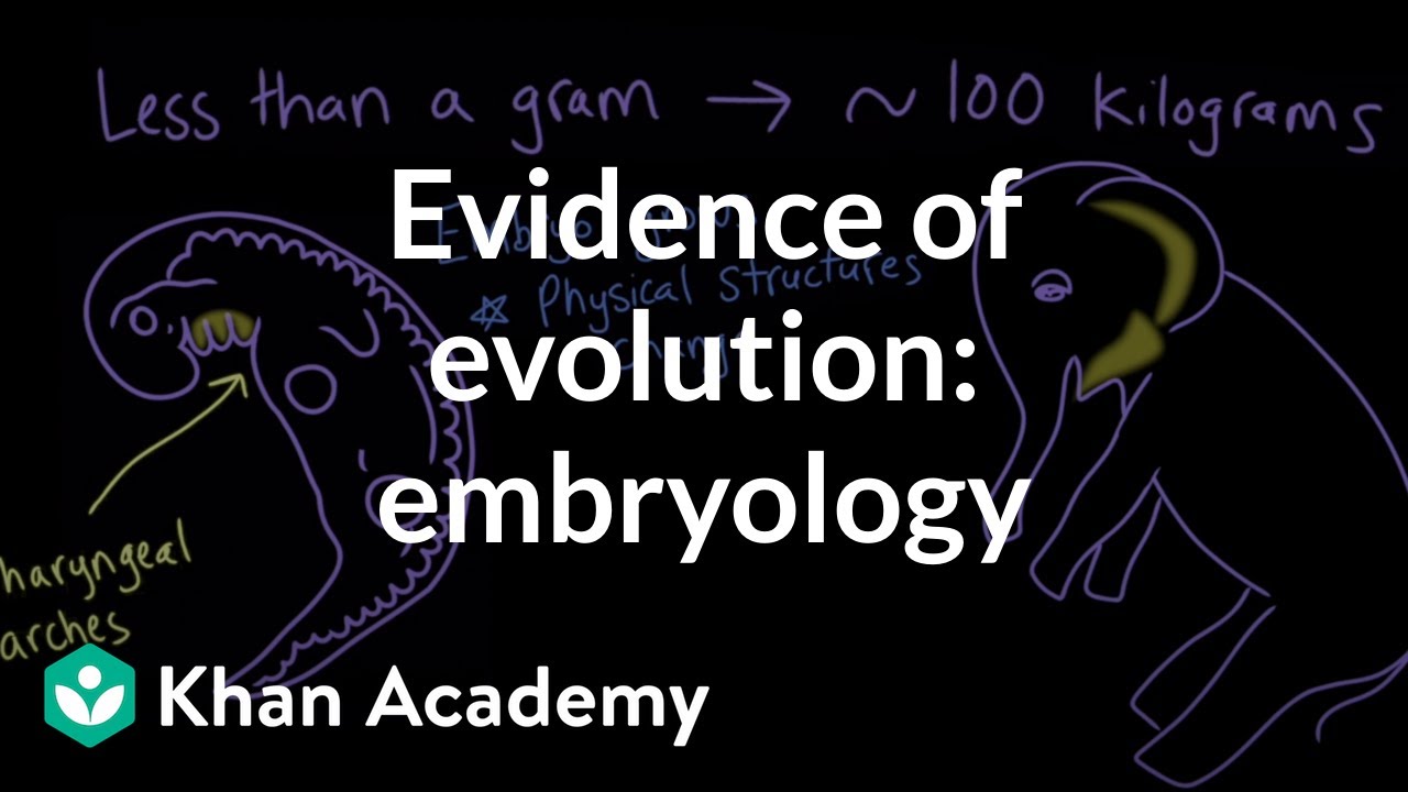 Evidence of evolution: embryology | Evolution | Middle school biology | Khan Academy