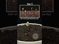 Growing lettuce from seeds at home time lapse🌱 #lettuce #timelapse