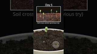 Growing lettuce from seeds at home time lapse🌱 #lettuce #timelapse