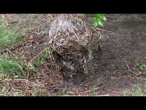 Low Hanging Bald-Faced Hornets Nest in Manalapan, NJ