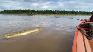 DESMISTIFICANDO O MONSTRO, O MAIOR PEIXE DO PLANETA ( Arapaima gigas) 1,87 cm PIRARUCU .