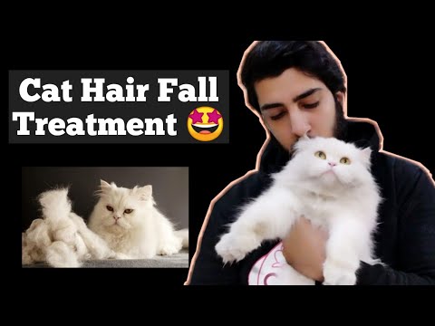 How to quickly stop cat's hair fall problem | Stop Persian Cat hair fall | Cat hair shedding season