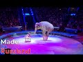 A Great Performance At The Great Moscow State Circus Hurry Up A New Show