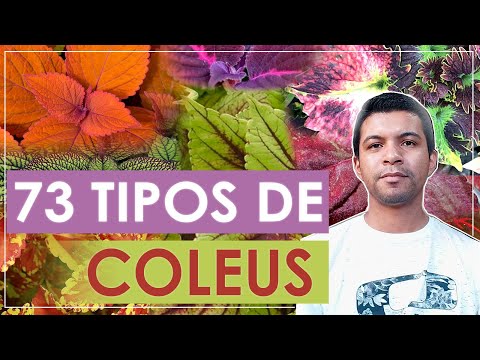 , title : '73 TIPOS DE COLÉUS │ LINDAS CORES'