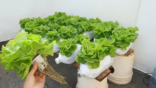 DIY Hydroponic System From Plastic Bottles – Economical And Effective
