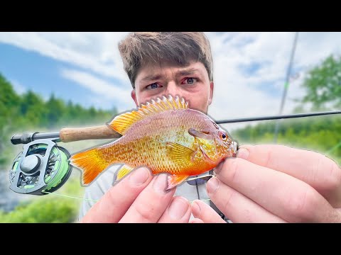 MICRO FISHING In Super Remote Mountain CREEKS!