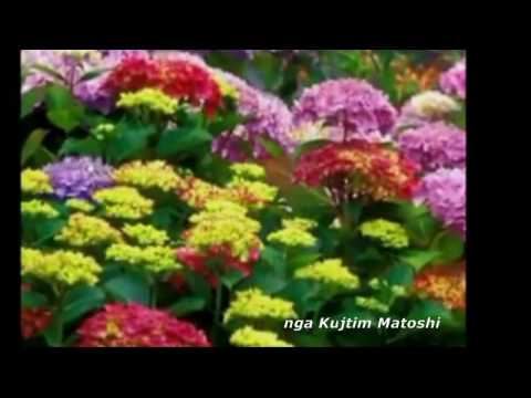 QAMILI I VOGEL - CILESORE - O FLETET TUA MOJ DRANDOFILE. V 1966,