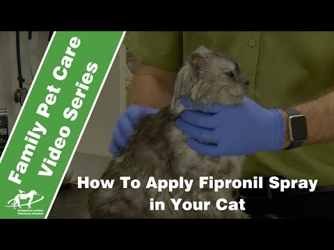 How to apply fipronil spray to a cat- Companion Animal Vets
