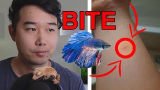 what could happen if you get BITTEN by a BETTA FISH | Fish Tank Review 229