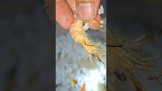 Download lagu Nikmatnya Makan Di pinggir Pantai Dengan Lauk Udang Bakar #vlogshorts #makan #udang #shorts mp3 Download lagu Nikmatnya Makan Di pinggir Pantai Dengan Lauk Udang Bakar #vlogshorts #makan #udang #shorts mp3