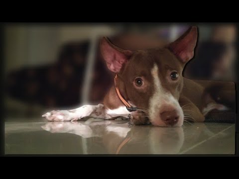 Saapaduna matum varuvaaru ivaru | kabilan | mathirocky #funny #foodie