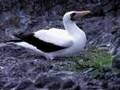 Galapagos Island A Whole New World