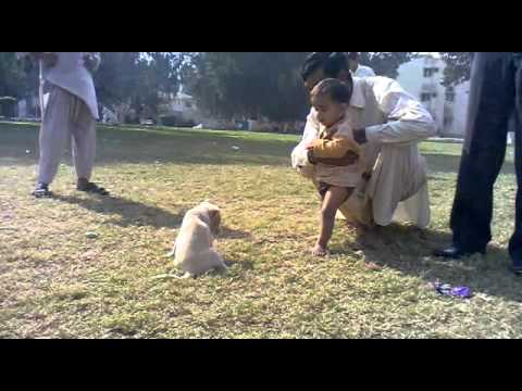 Funny Dog With Child
